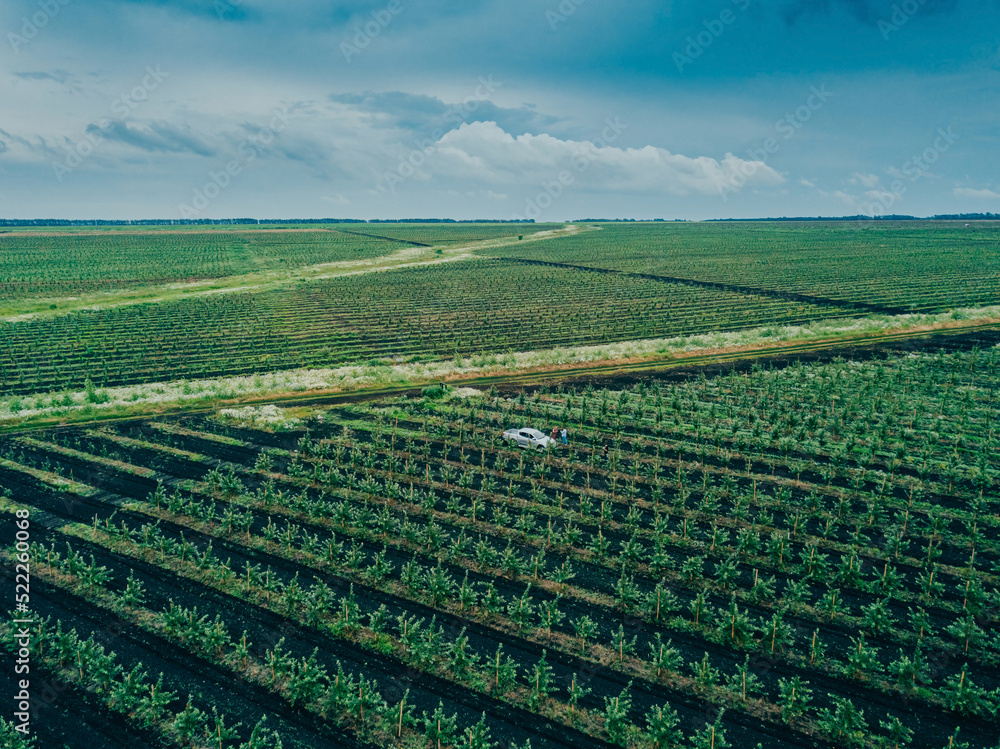 Apple Tree Orchard. Rows of apple trees grow. New apple trees