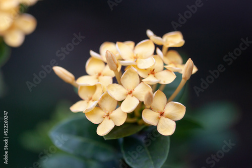 Moody yellow cute tiny flowers with blur cool tone green background macro stylish wallpaper