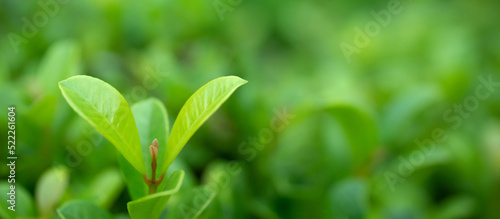Panorama Beautiful nature view green leaf on blurred greenery background under sunlight with bokeh and copy space using background natural plants landscape,ecology wallpaper concept.Select blur focus