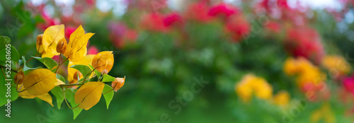 Panorama Beautiful nature view green leaf on blurred greenery background under sunlight with bokeh and copy space using background natural plants landscape,ecology wallpaper concept.Select blur focus