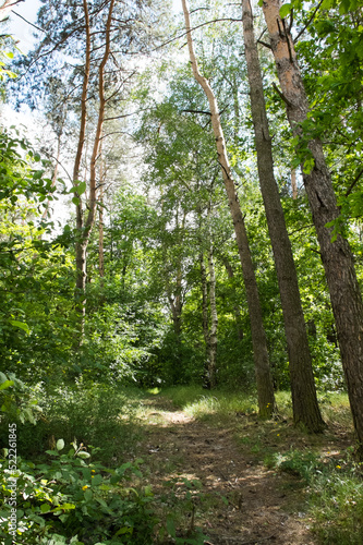 Fototapeta Naklejka Na Ścianę i Meble -  las, przyroda, ścieżka, zielony, forest, green, nature
