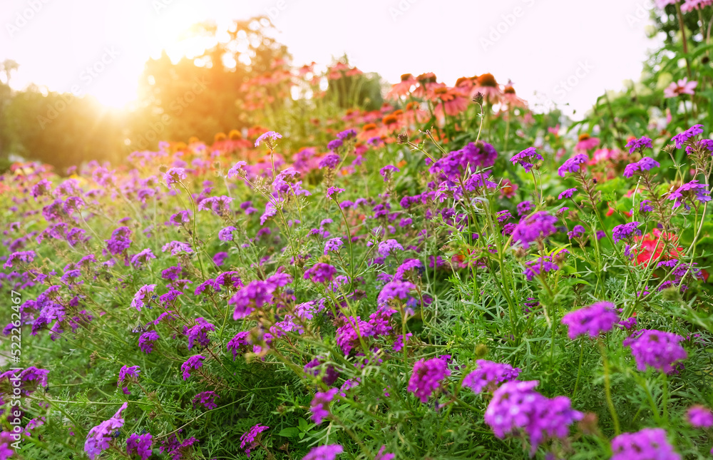 colorful flowers in sunny garden close up. Beautiful abstract blurred natural floral background. gentle nature image. dreaming, harmony mood. summer season colorful flowers in sunny garden close up. Beautiful abstract blurred natural floral background. gentle nature image. dreaming, harmony mood. summer season