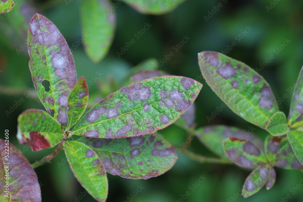 Rhododendron, azalea. Leaves with symptoms of fungal disease. Rhododendron, azalea. Leaves with symptoms of fungal disease.