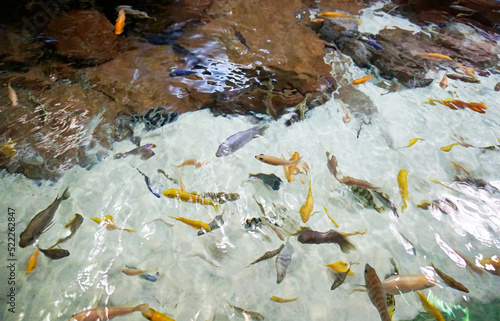 Wallpaper Mural fish in the clear pond Torontodigital.ca