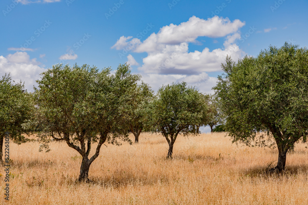 Several olive trees on a steppe-like meadow in the arid Alentejo in south-east Portugal