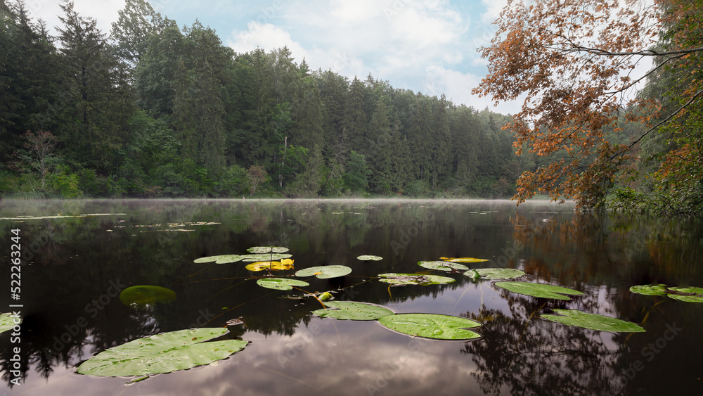 Wonderful photo of the lake, morning fog, calm. Meditation in nature. Beautiful scenery, steaming lake water, mystical view. Amazing place on earth. Forest and lake plants. Travel europe nature.