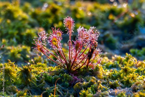 Sonnentau im renaturierten Hochmoor.