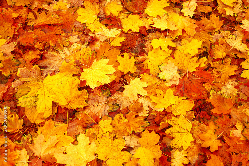 Natural abstract autumn leaves on ground. Fallen leaf fall season. Fallen leaves autumn background fall nature. Orange red autumn fall leaves background park abstract foliage. Yellow leaf background Natural abstract autumn leaves on ground. Fallen leaf fall season. Fallen leaves autumn background fall nature. Orange red autumn fall leaves background park abstract foliage. Yellow leaf background