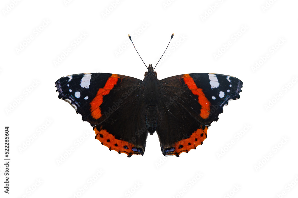 Naklejka premium Vanessa atalanta - Red admiral - Vulcain