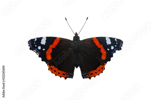 Vanessa atalanta - Red admiral - Vulcain
