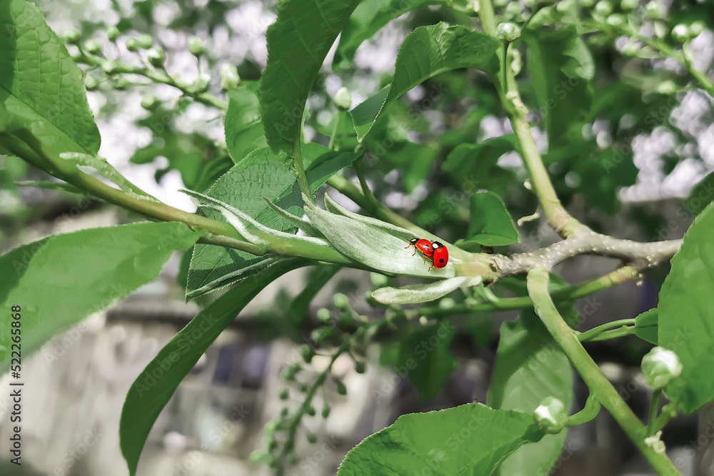 Fototapeta premium Spring light green bird cherry leaves and blooming inflorescences. A pair of ladybugs on a branch. Red bugs, love, spring, warmth, cold shades, insects. Cute, funny postcard, wallpaper, background