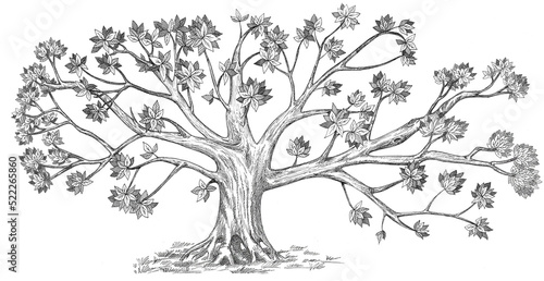 Genealogical  tree hand drawn. Isolated on white background.