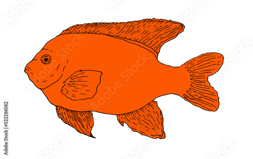Garibaldi fish in orange color black outline isolated elements of marine protected fish for design template. hand-drawn fish set