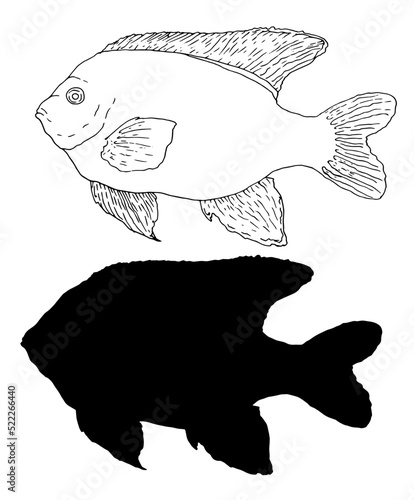 set of Garibaldi fish in black outline and silhouette isolated elements of marine protected fish for design template. hand-drawn fish sketch set Vector