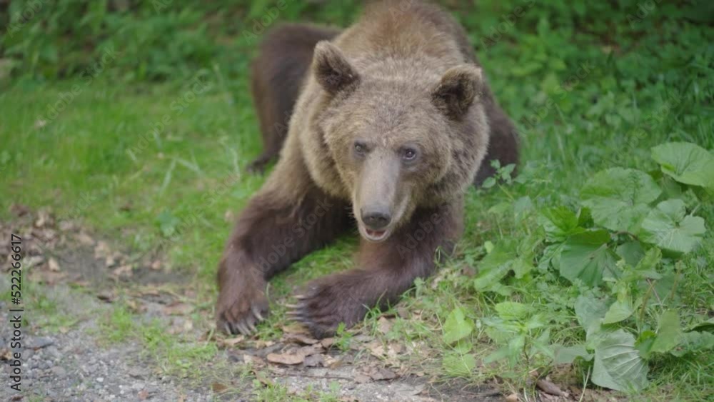 big mature brown bear heavy breathing next to road big mature brown bear heavy breathing next to road