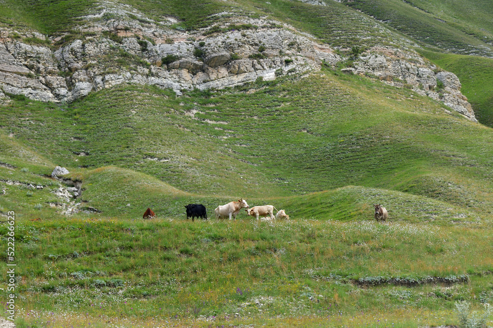 Cows herd graze in Dagestan. Russia