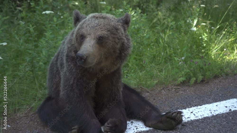 mature brown bear shaking his head sitting on the road mature brown bear shaking his head sitting on the road