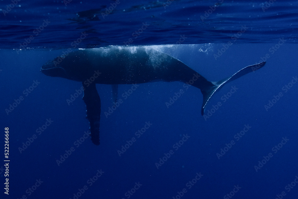 Baby Humpback Whale swimming in Moorea French Polynesia