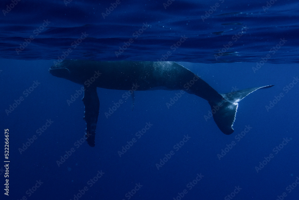Fototapeta premium Baby Humpback Whale swimming in Moorea French Polynesia