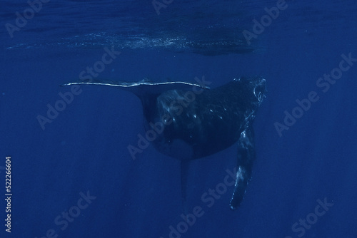 Baby Humpback Whale swimming in Moorea French Polynesia © Ashley Kaye