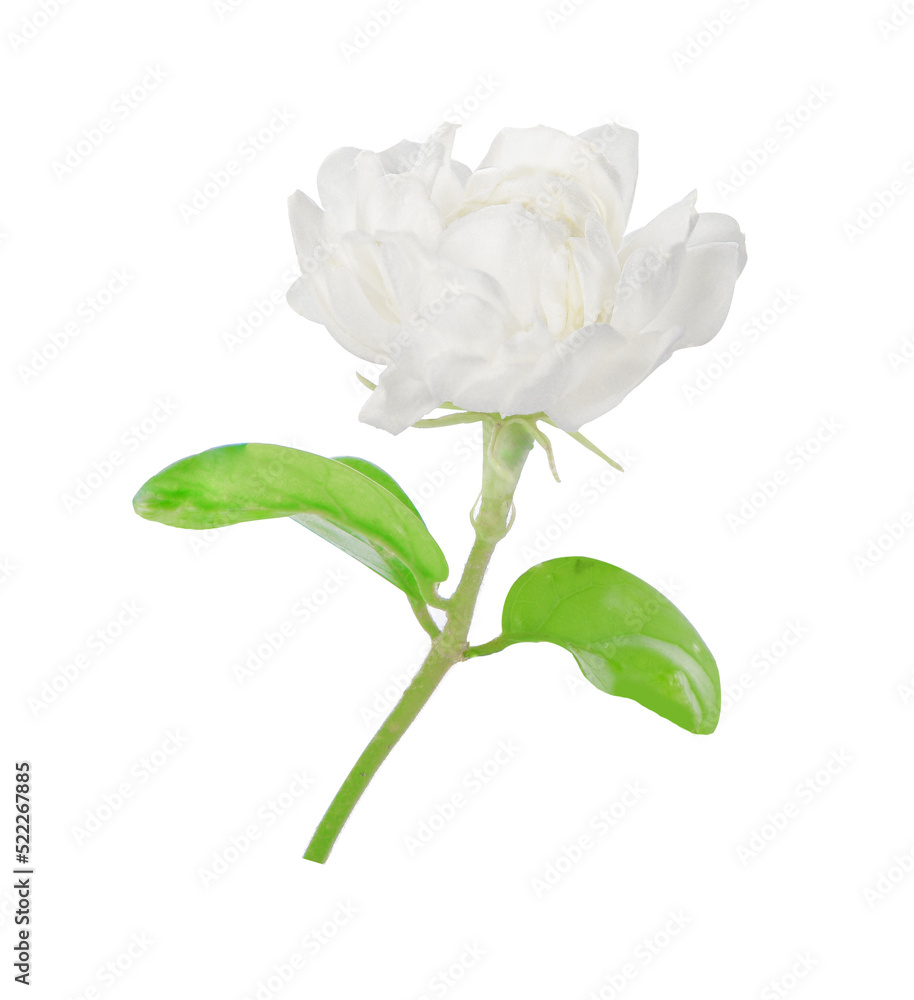 Obraz premium jasmine flowers isolated on white background