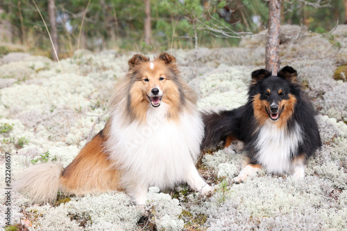 Stunning nice fluffy sable white shetland sheepdog, sheltie sitting in the forest on a sunny autumn day. Small, little collie, lassie dog smiling with background of white moss and green trees