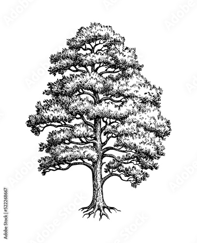 Scots pine ink sketch. photo