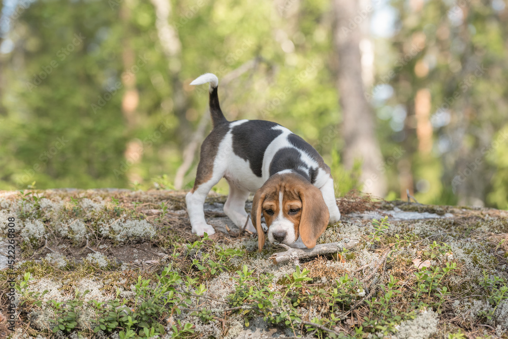 Cute eight weeks old beagle puppy exploring the forest for the first time