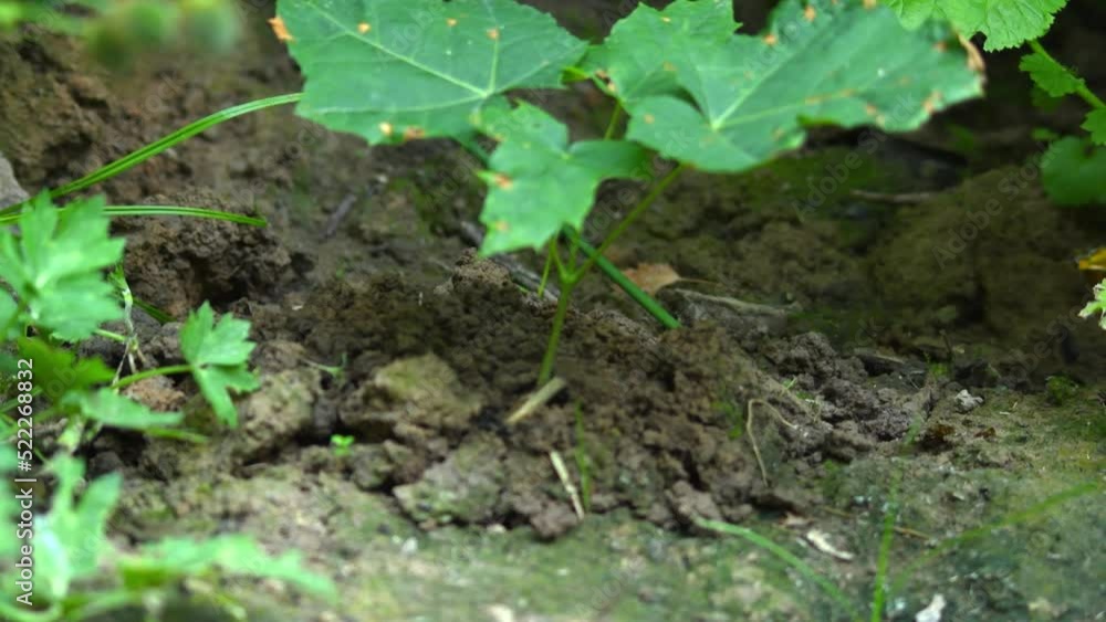 The soli rises in mounds because of the underground tunnel that the mole digs. An earthworm crawled out of the ground and escaped from an animal. The soli rises in mounds because of the underground tunnel that the mole digs. An earthworm crawled out of the ground and escaped from an animal.