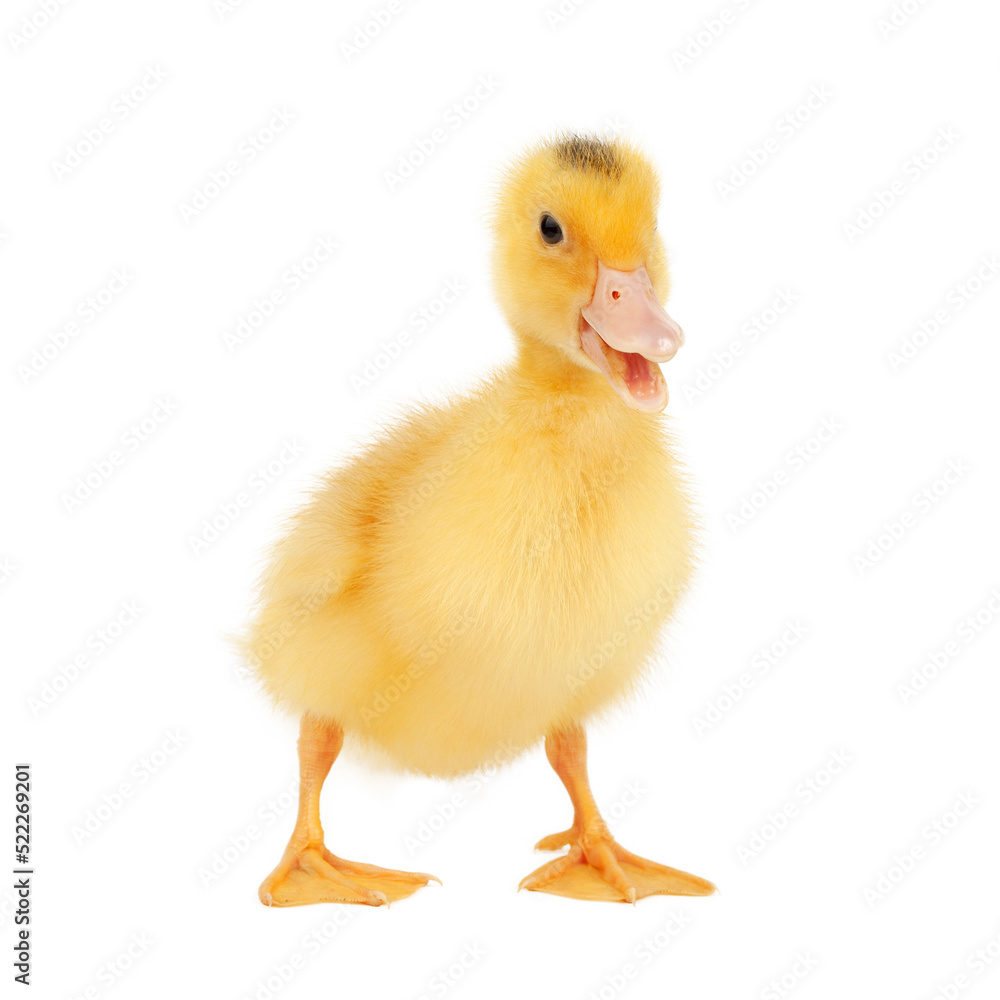 Fluffy yellow duckling on a white background, studio shot. Fluffy yellow duckling on a white background, studio shot.