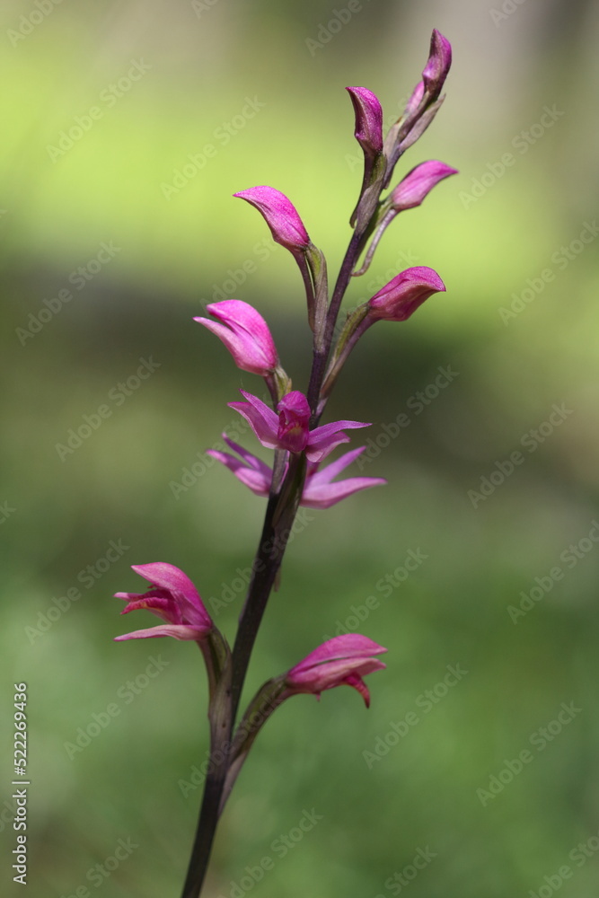 wild orchid in Taurus mountain of Turkey wild orchid in Taurus mountain of Turkey