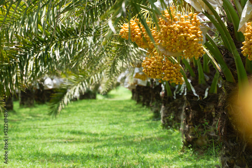 Bunch of yellow dates on date palm.