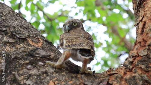 The little owl is a strigiform bird in the family Strigidae. photo