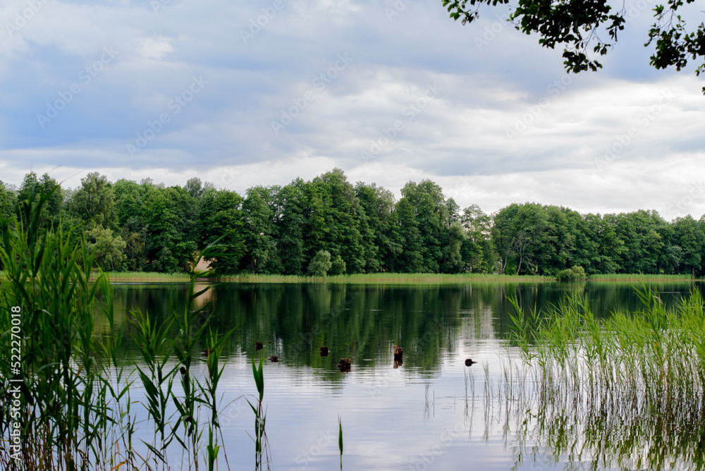 Fototapeta premium beautiful lake view in windless weather with green reeds on cloudy day in summer