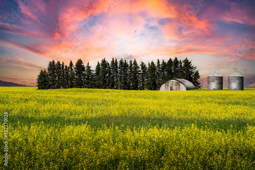 Sunset canola crop ready for harvest or a rural farm with grain silos in Rocky View County Alberta Canada.