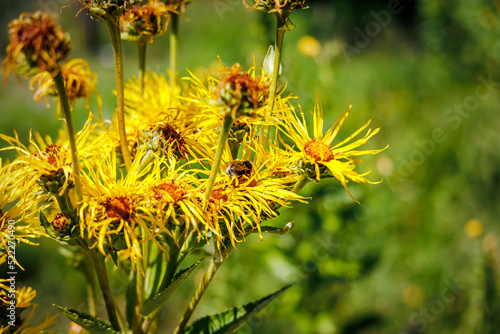 Yellow horse-heal herb flowers in ecological garden. Elecampane (Inula helenium) flowering plant. Elfdock medical blooms.  photo