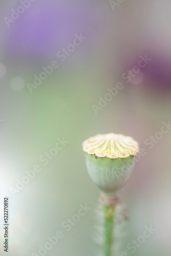 poppy seed pod
