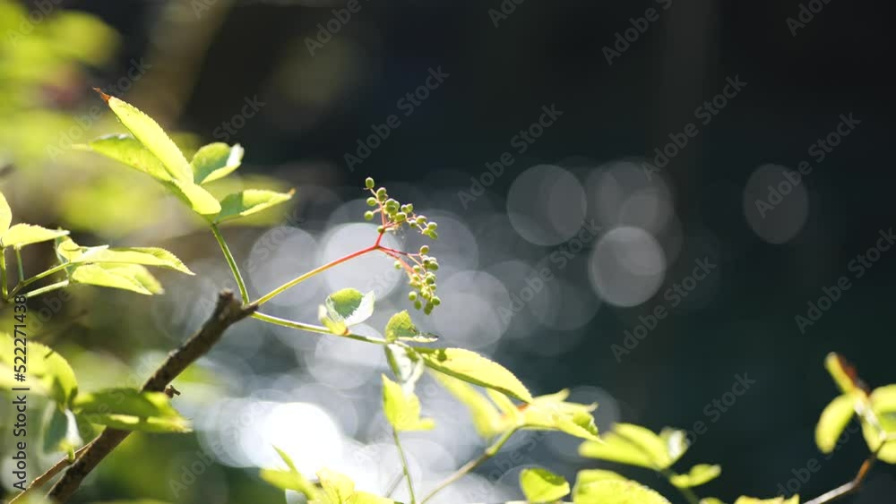 Tree Branches in Front of a Lake in Summer Light Bokeh Bubbles in Sunny Plitvice Lakes National Park Tree Branches in Front of a Lake in Summer Light Bokeh Bubbles in Sunny Plitvice Lakes National Park