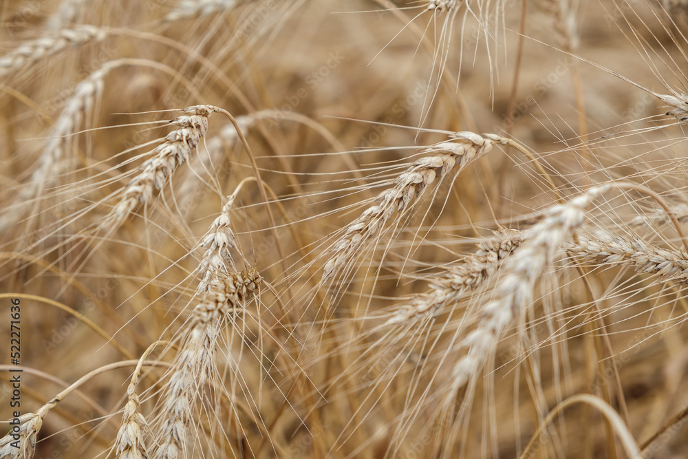 Fototapeta premium Rural landscape of a ripening harvest, Ripe wheat background close up