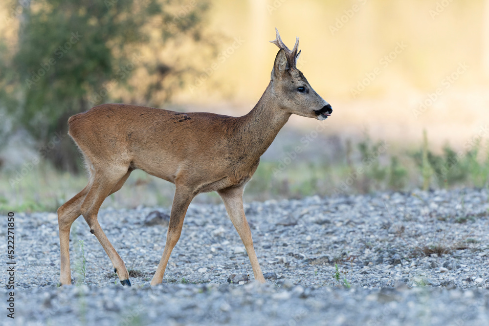 European Roe-Deer Capreolus capreolus in close-up European Roe-Deer Capreolus capreolus in close-up