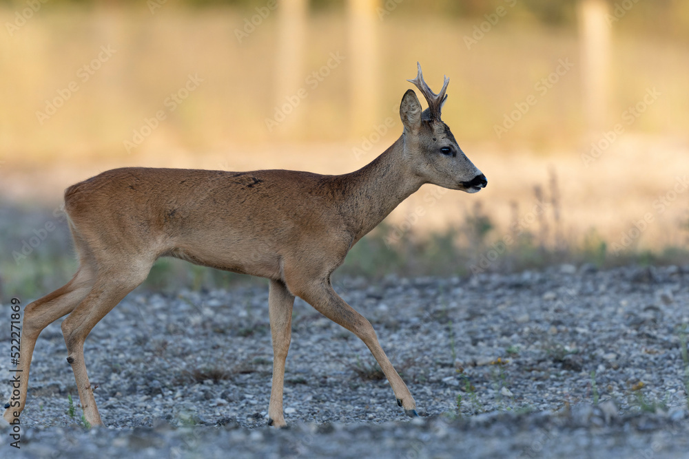 European Roe-Deer Capreolus capreolus in close-up European Roe-Deer Capreolus capreolus in close-up