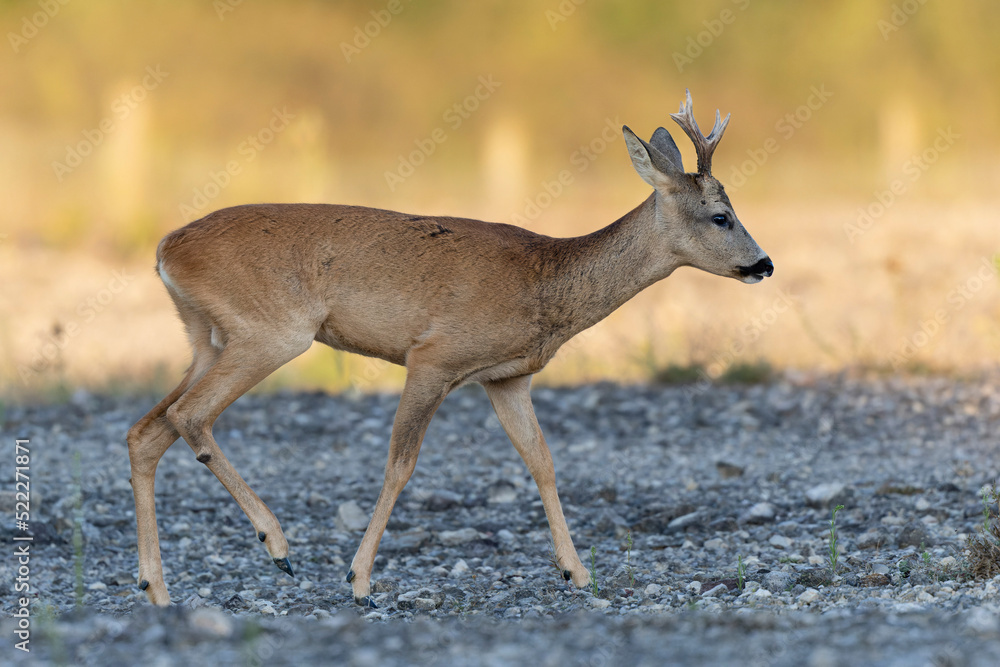 European Roe-Deer Capreolus capreolus in close-up European Roe-Deer Capreolus capreolus in close-up