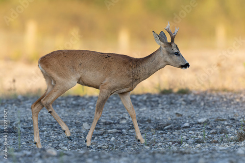 Fototapeta Naklejka Na Ścianę i Meble -  European Roe-Deer Capreolus capreolus in close-up