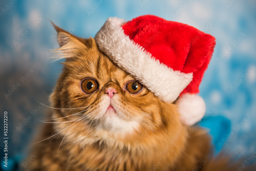 Red Persian cat in red Santa Claus hat on Christmas Red Persian cat in red Santa Claus hat on Christmas
