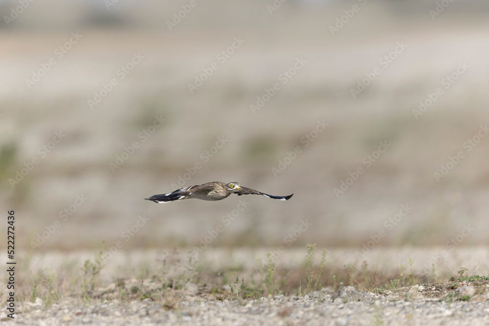 European stone curlew Burhinus oedicnemus in flight European stone curlew Burhinus oedicnemus in flight