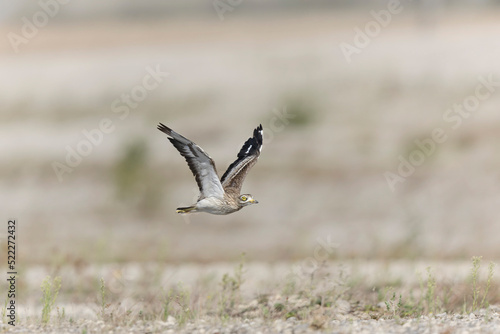 European stone curlew Burhinus oedicnemus in flight © denis