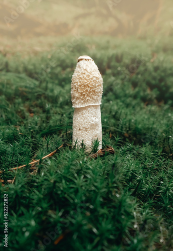 Close-up of a common stinkhorn mushroom, phallus impudicus, growing in green moss