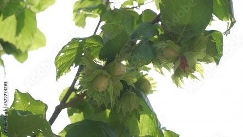 Hazelnut Trees Agriculture Field, Close up on Nuts