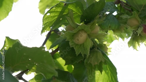 Hazelnut Trees Agriculture Field, Close up on Nuts