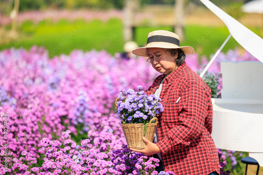 Senior woman wearing plaid shirt and hat holding hand basket and check quality of flowers in her beautiful magaret flower garden owner